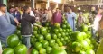 جبال البطيخ في سوق بنها العمومي، حيث يستقبل التجار من كل أنحاء المحافظة للتسوق ونقل الفاكهة للمدن