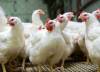 هبوط أسعار الفراخ البيضاء 29.5%
